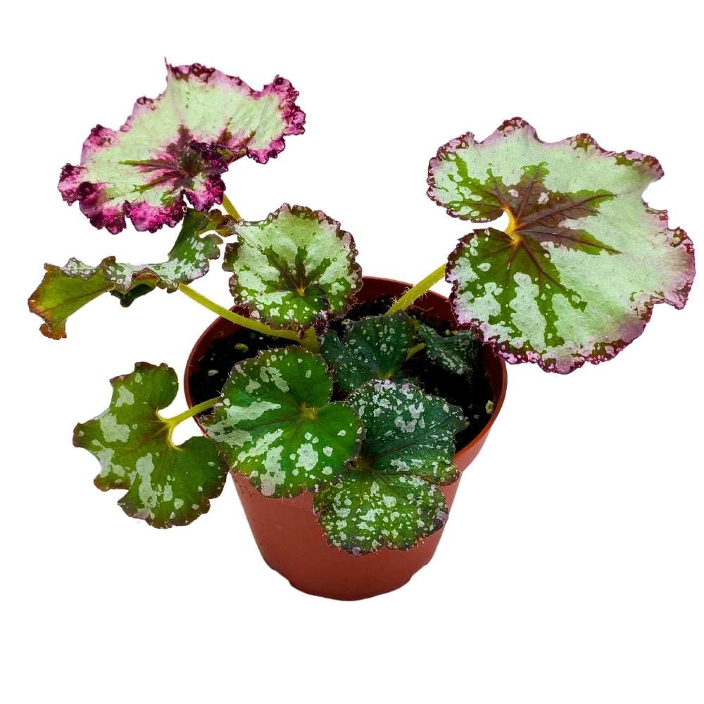 Harmony's Strawberry Shortcake, 4 inch, Begonia rex Gray with Pink Edges