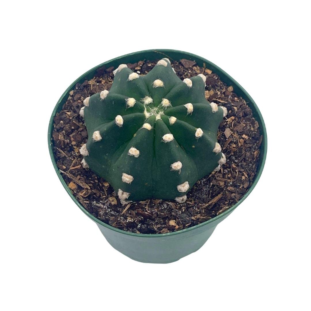 Easter Lily Cactus, Echinopsis subdenudata, Domino Cactus, in a 4 inch Pot