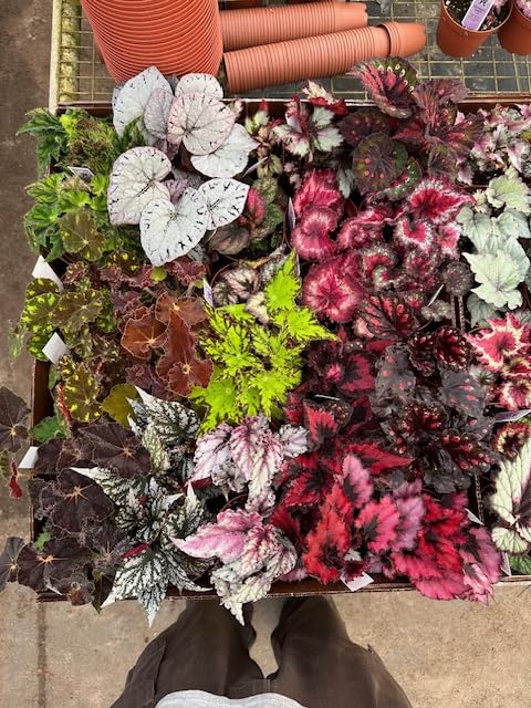 Harmony Foliage Begonia Rex and Rhizomatous Hybrids in 4 inch pots 15-Pack Bulk Wholesale Hybridized Unique Plants