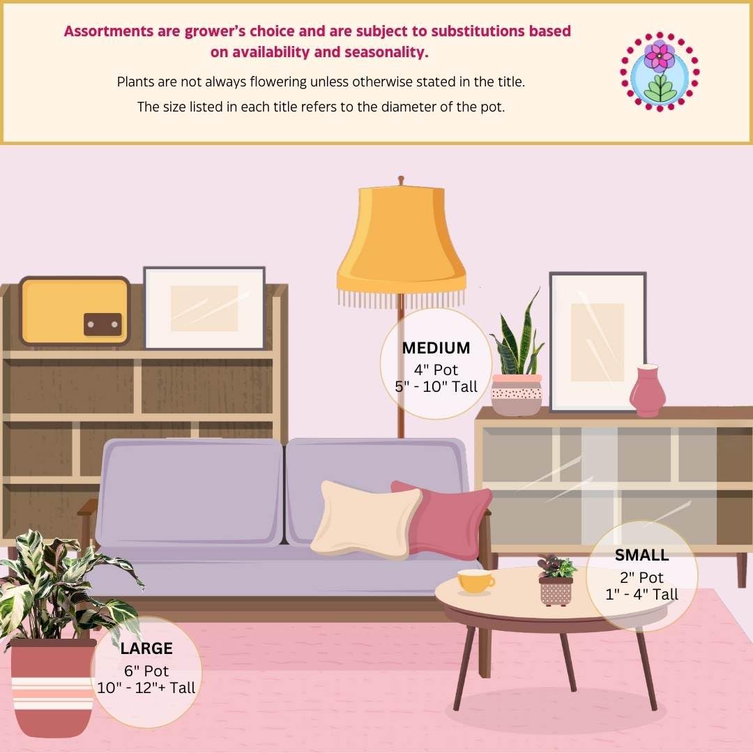 BubbleBlooms Ficus Elastica Ruby, 4 inch Ficus Ruby Indian Rubber Tree