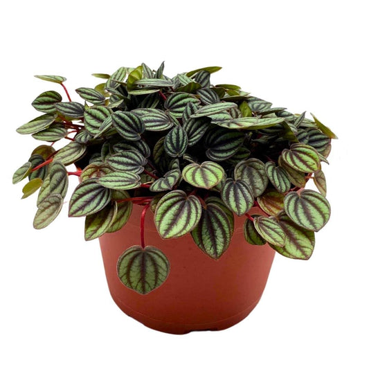 Peperomia Piccolo Banda in a 6 inch Pot