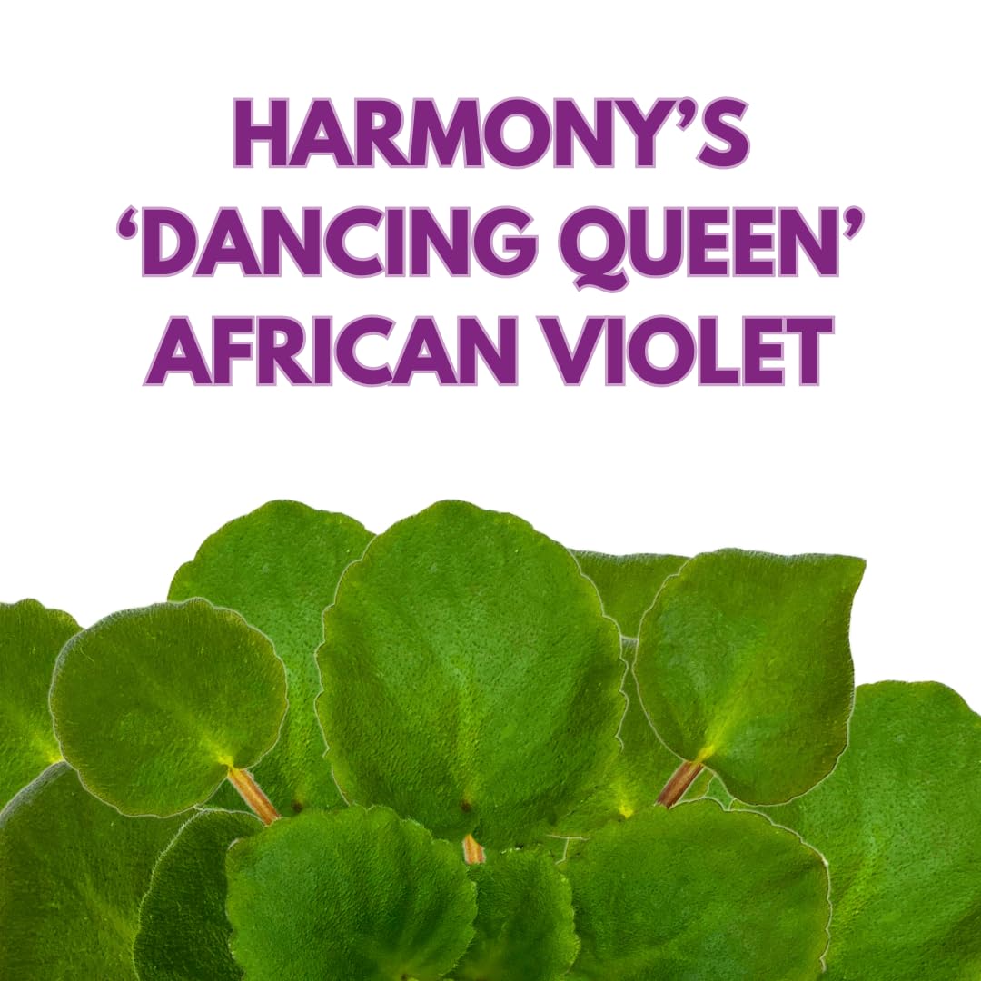 Harmony Foliage African Violet Harmony's Dancing Queen 4 inch Purple Flower