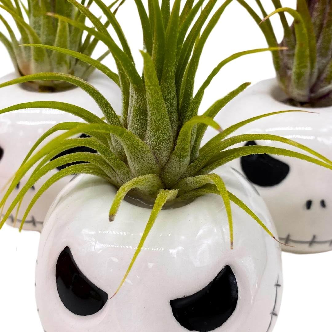 BubbleBlooms Halloween Mr. Bones Set of 3 Skull Air Plant Holder Resin Art Sculpture Hand Made