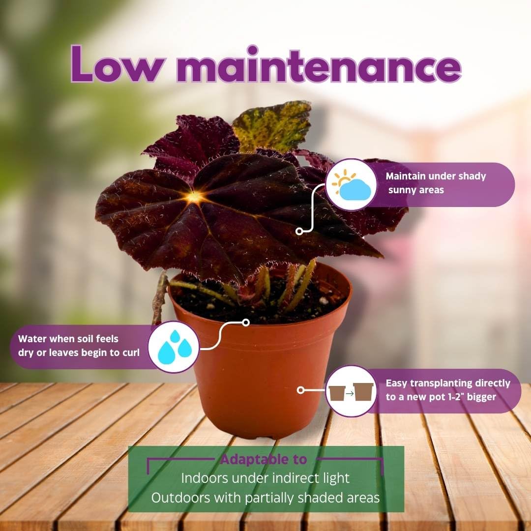 house plant that closes at night Harmony Foliage Begonia Night Eyes 4 inch Rhizomatous – Florida House Plants