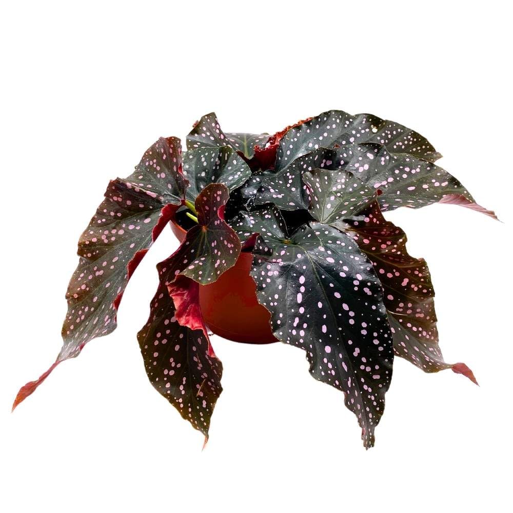 Cracklin Rosie Angel Wing, 6 inch Cane Begonia Dark Curly Leaf with Pink Polkadots