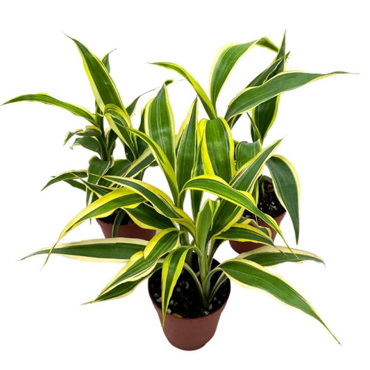 Dracaena deremensis Variegated Corn Plant Lemon Lime Fragans 2 inch Set of 3, Tiny Mini Pixie Plant