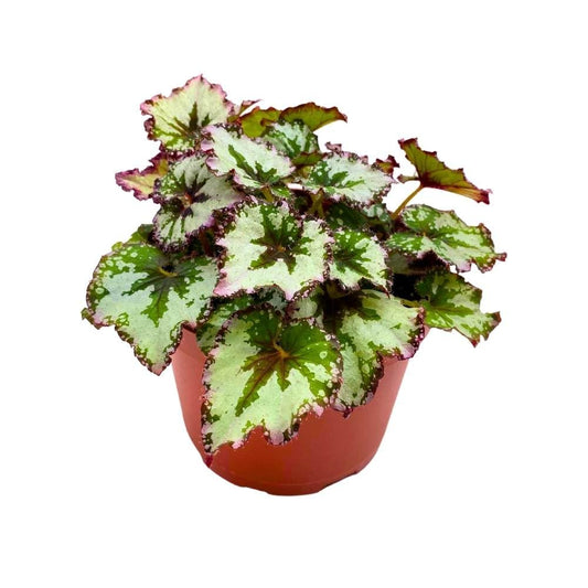 Harmony's Strawberry Shortcake Begonia Rex Gray with Pink Edges