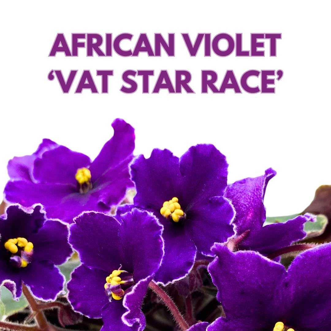 Harmony Foliage African Violet VaT Star Race 4 inch