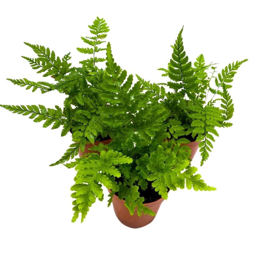 Autumn Fern 2 inch Set of 3 Dryopteris erythrosora Tiny Mini Pixie Plants