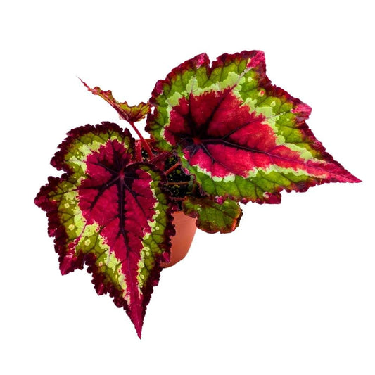 Harmony's Red Star Begonia Rex, 4 inch Deep Reddish Pink Center and Band Green White Rim