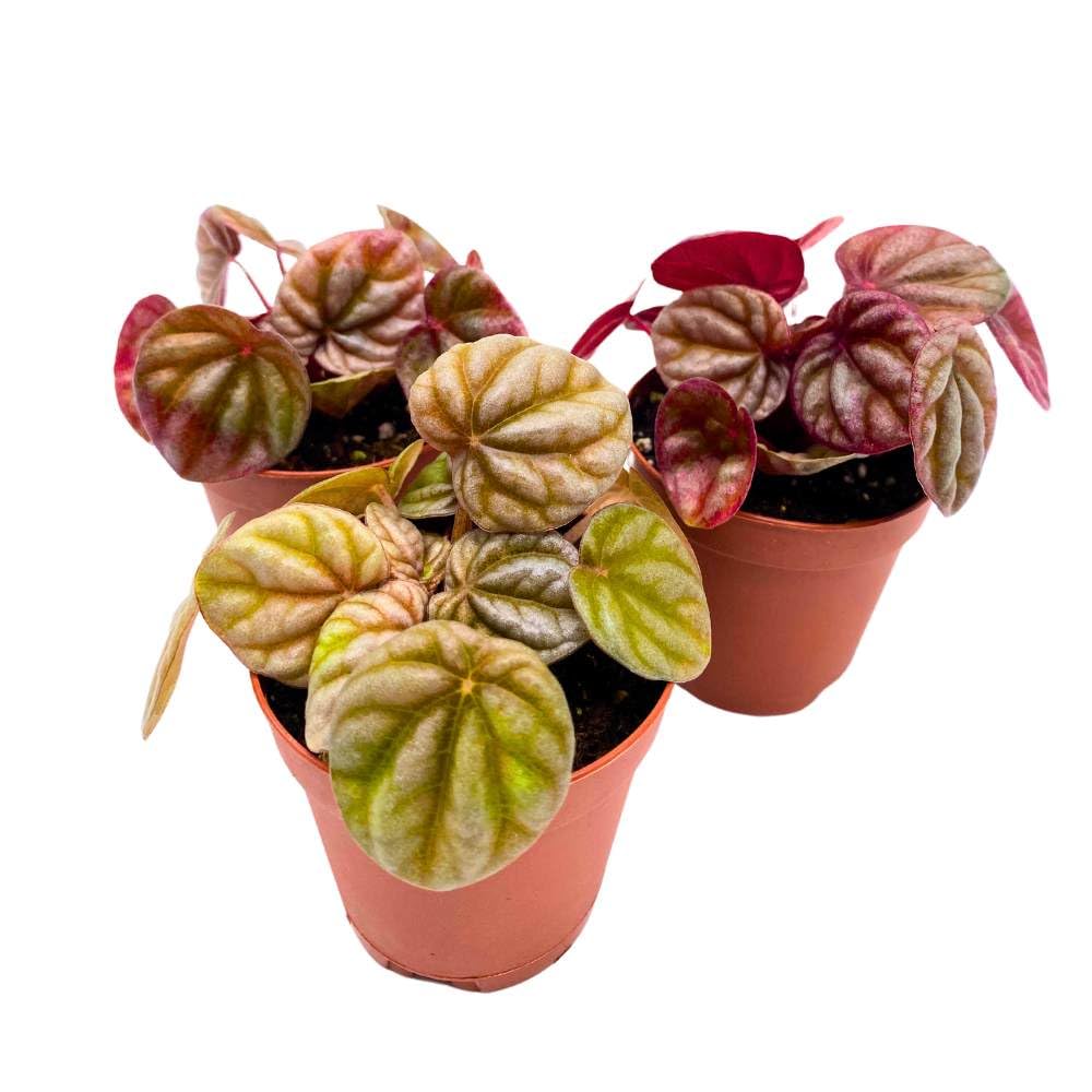 Peperomia Luna Red 2 inch Set of 3 Red Emerald Ripple Pep Caperata