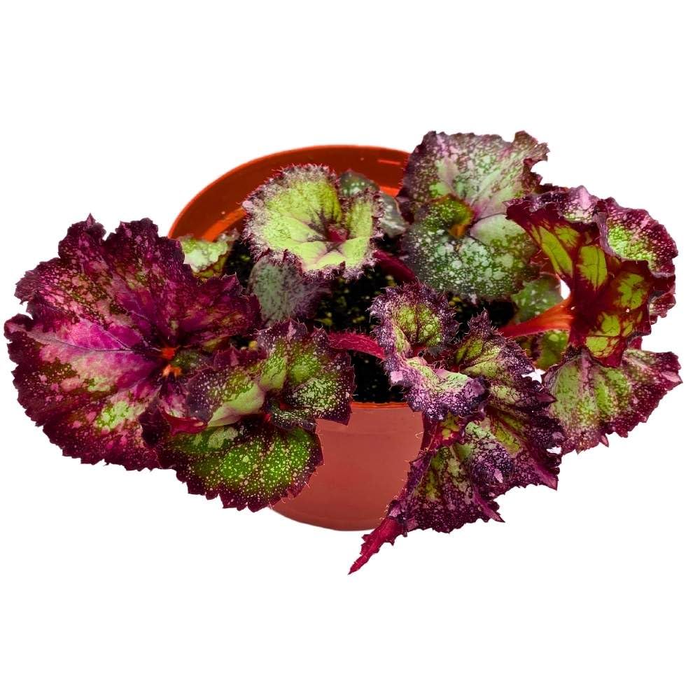 Harmony's Puppy Love 6 inch Begonia Rex Gnarly Purple White Splash