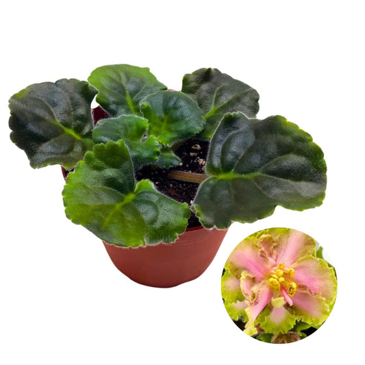 Harmony Foliage African Violet LE Mojito Sport 4 inch Pink Orange Ruffle Flower