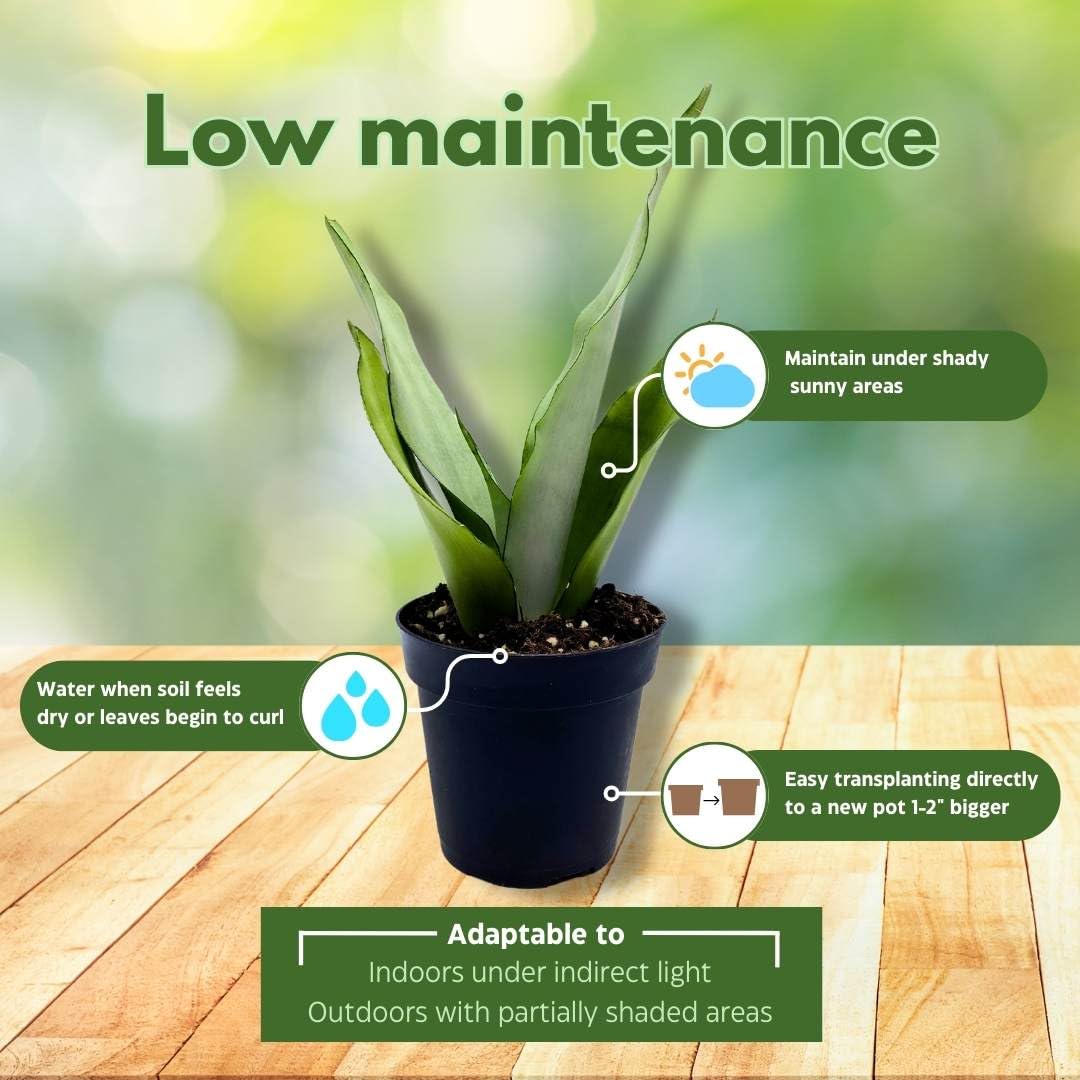 BubbleBlooms Sansevieria Moonshine White-ish Green Snake Plant in a 4 inch Pot