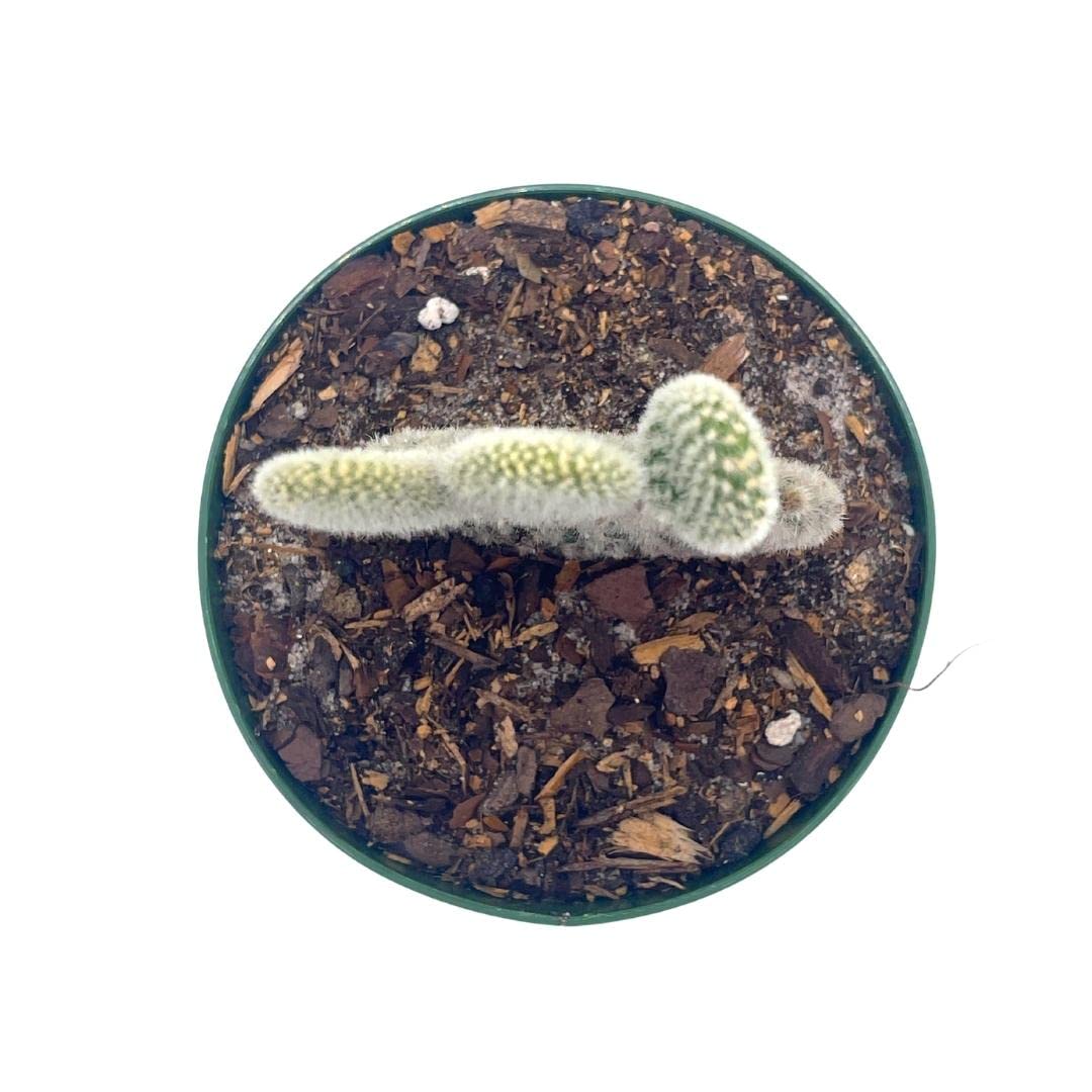 Bunny-Ears Prickly-pear Snow White Opuntia microdasys, Large Bunny Ears Prickly Pear with Glacier White Fuzz and White Areoles in 4" Pot,