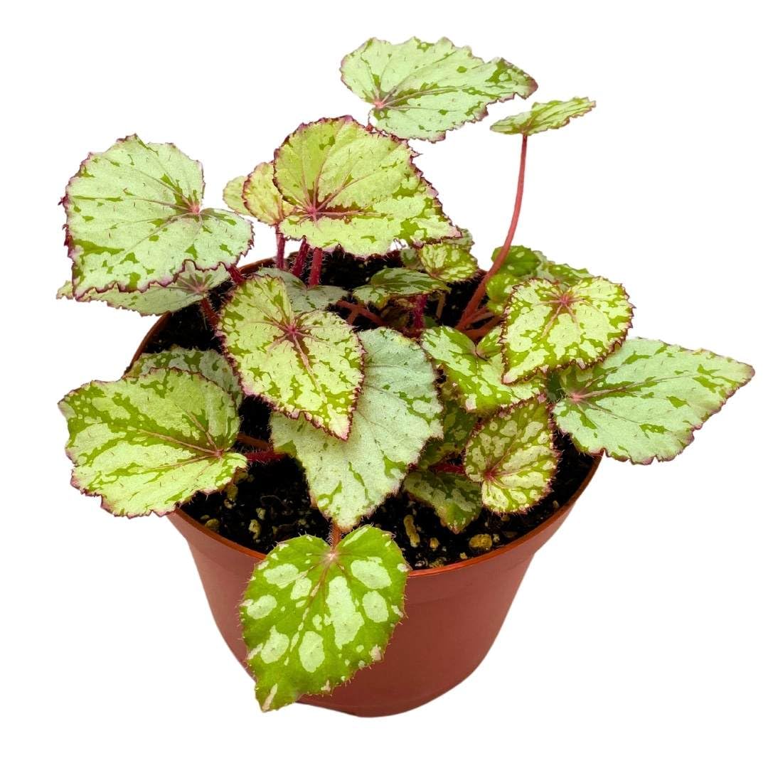 Harmony Foliage Begonia Rex Harmony's Ember, 6 inch White Red Green