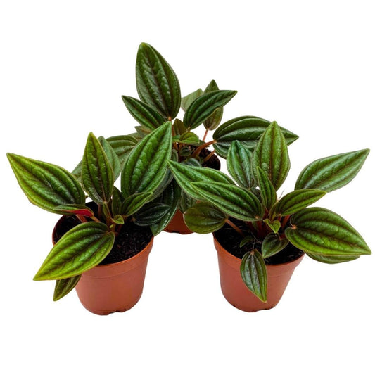 BubbleBlooms Peperomia Rosso Set of 3 in 2 inch pots