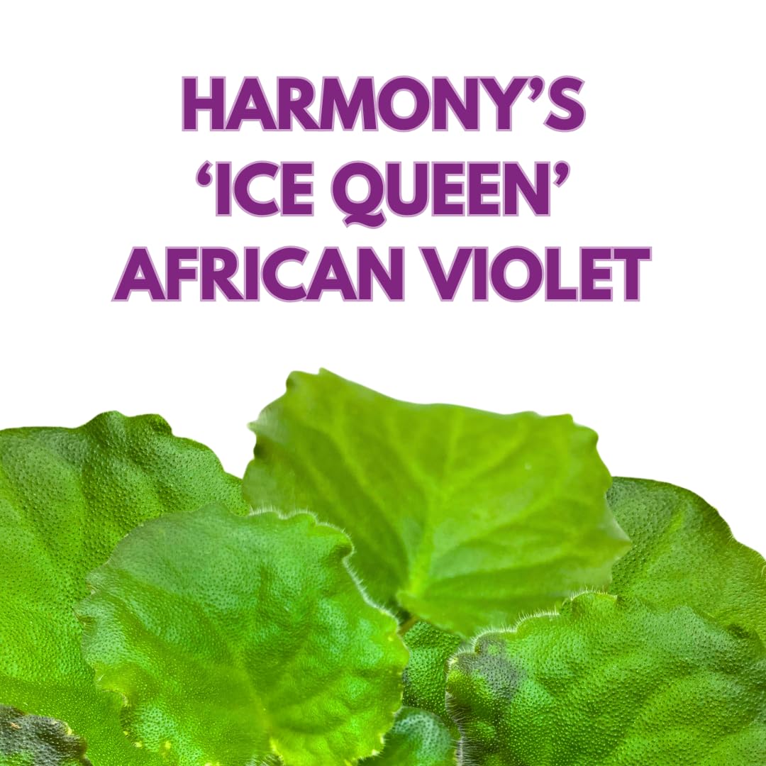 Harmony Foliage African Violet Harmony's Ice Queen 4 inch Blue White Ruffle