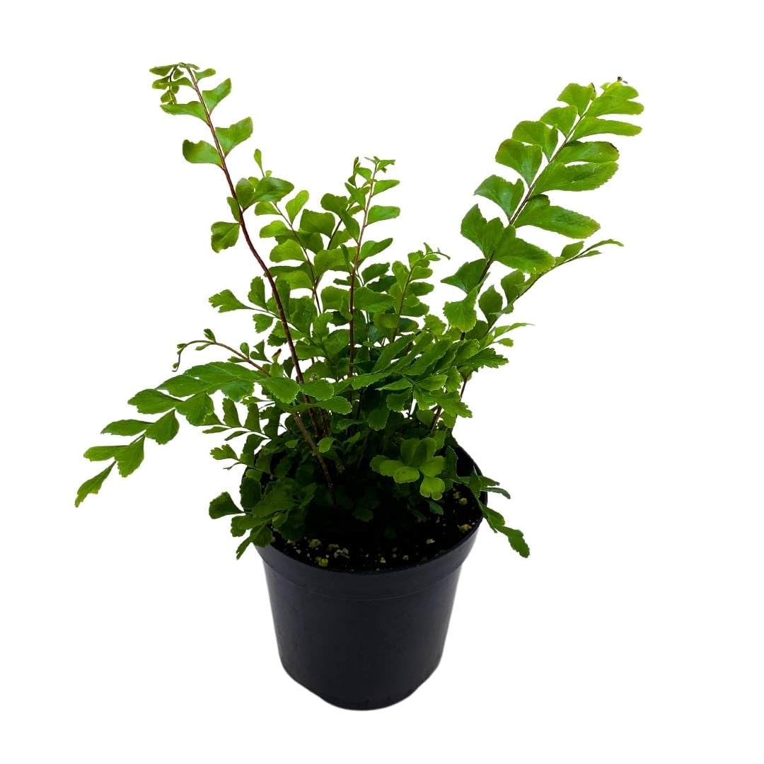 BubbleBlooms Maidenhair Fern in a 4 inch Pot Adiantum raddianum ...