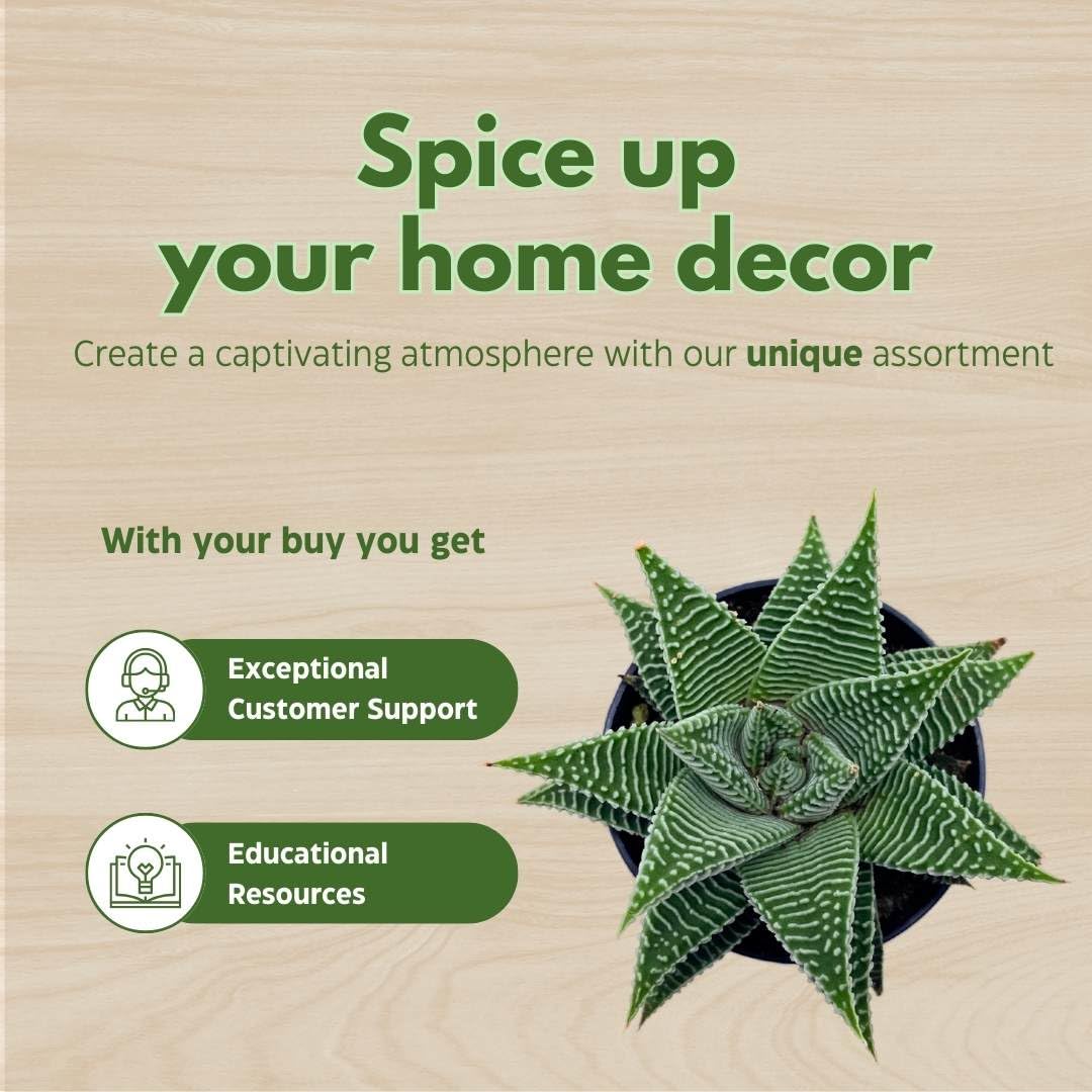 BubbleBlooms Haworthia Miami Wandera Variegated Lace Aloe Set of 3 in 2 inch pots