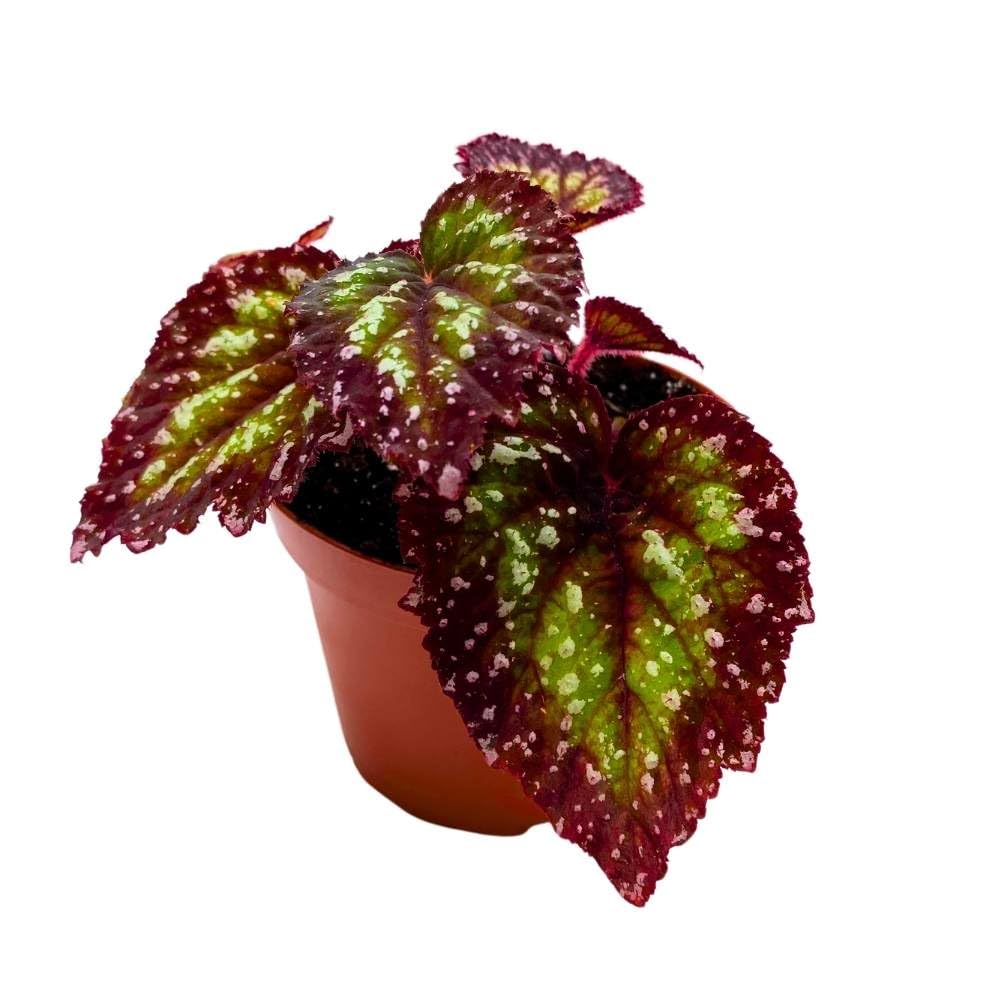 Harmony's Starry Night Begonia Rex 4 inch Super Splashy White Purple Band