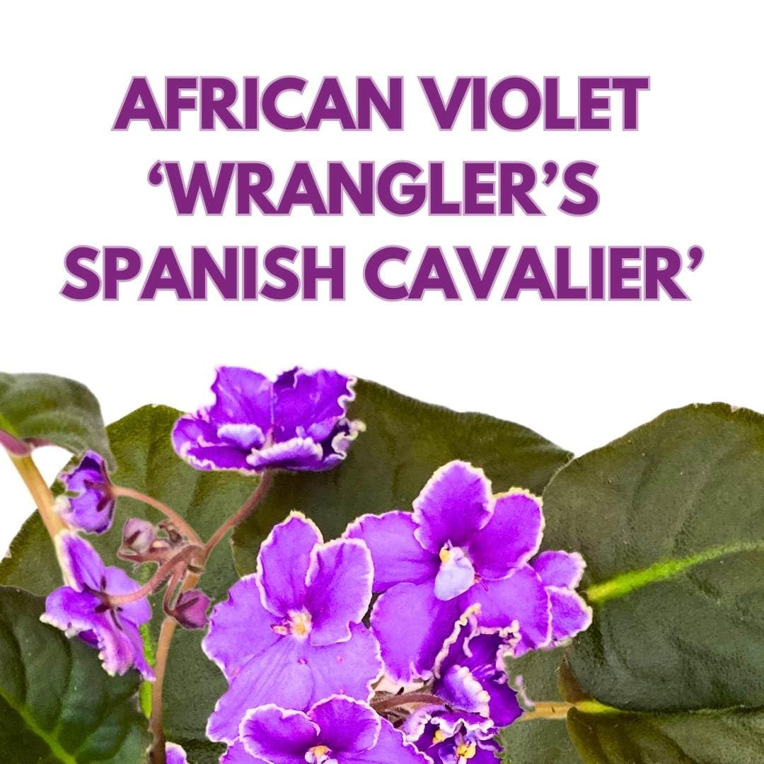 Harmony Foliage African Violet Wrangler's Spanish Cavalier 4 inch