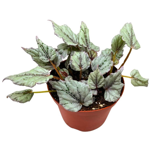 Harmony Foliage Begonia Rex Dew Drop 6 inch