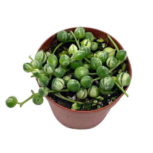 Variegated String of Pearls, Senecio rowleyanus, in 2 inch Pot Super Cute Great Plant Gift, Collector's Succulent, Live Potted Rooted