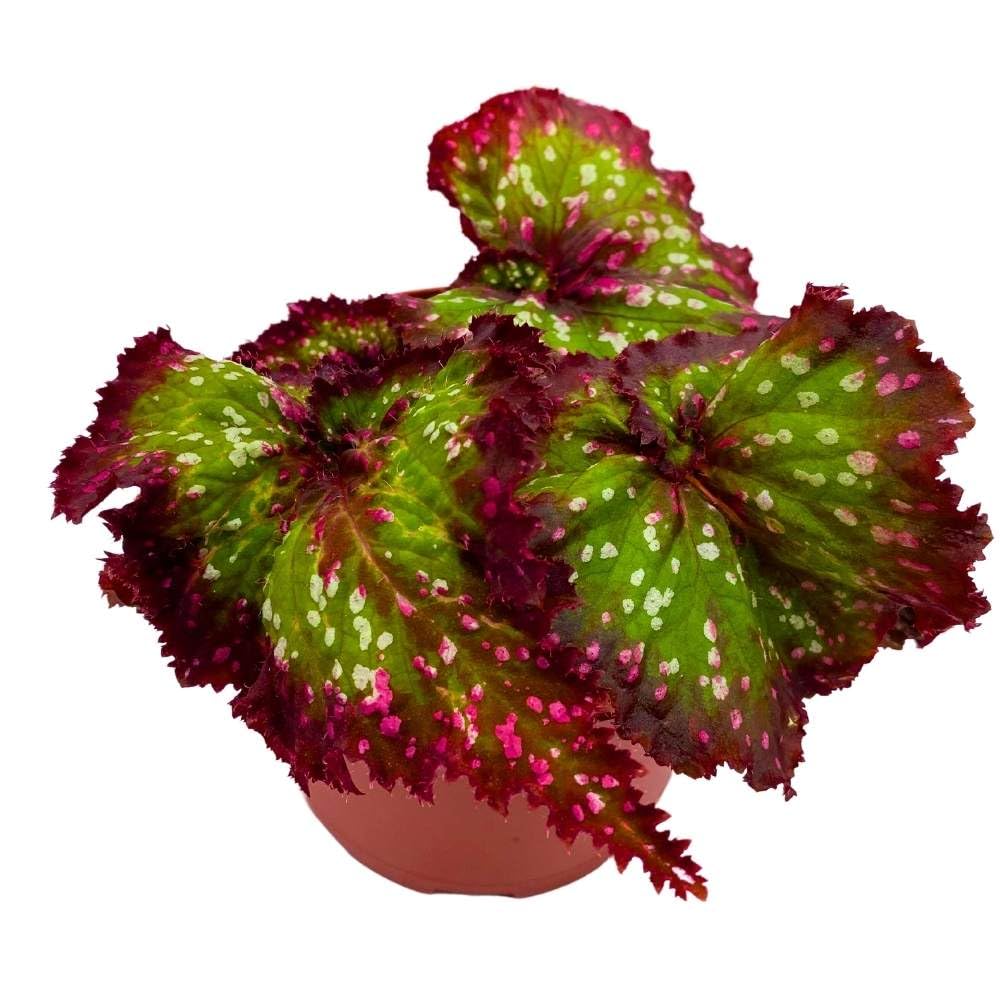 Harmony's Mardi Gras, 4 inch Begonia rex Mardigras Pink Green White dots