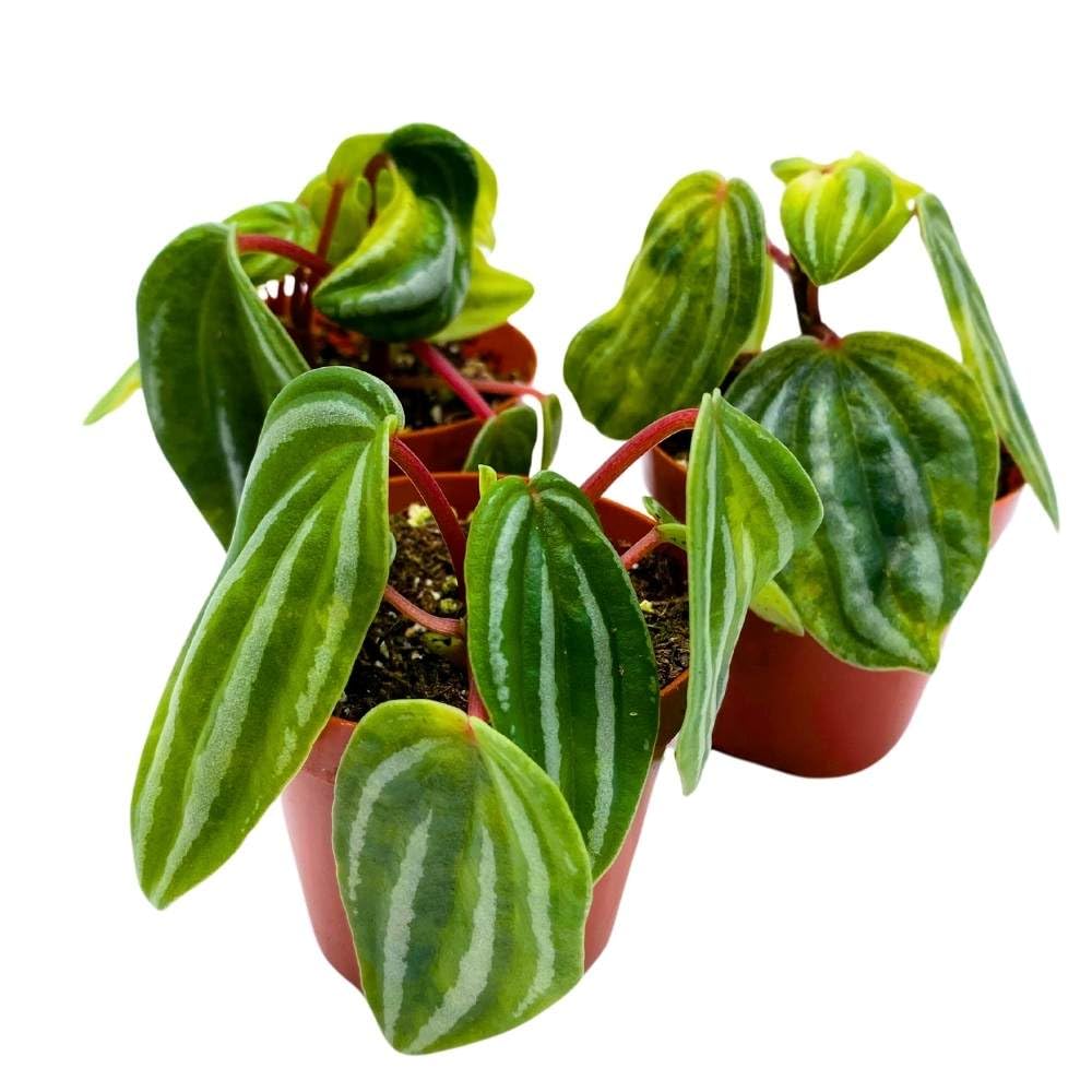 Peperomia Mini Watermelon, 2 inch Set of 3, verschaffeltii Unique Rare Pep