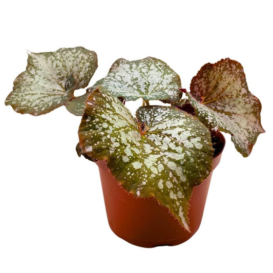 Harmony Foliage Begonia Rex Island Magic 6 inch Fragrant