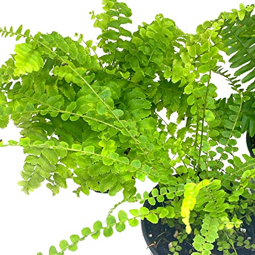 BubbleBlooms Boston Fern Assortment, 3 Different 4 inch Boston Ferns, Nephrolepis exaltata Variety Mix