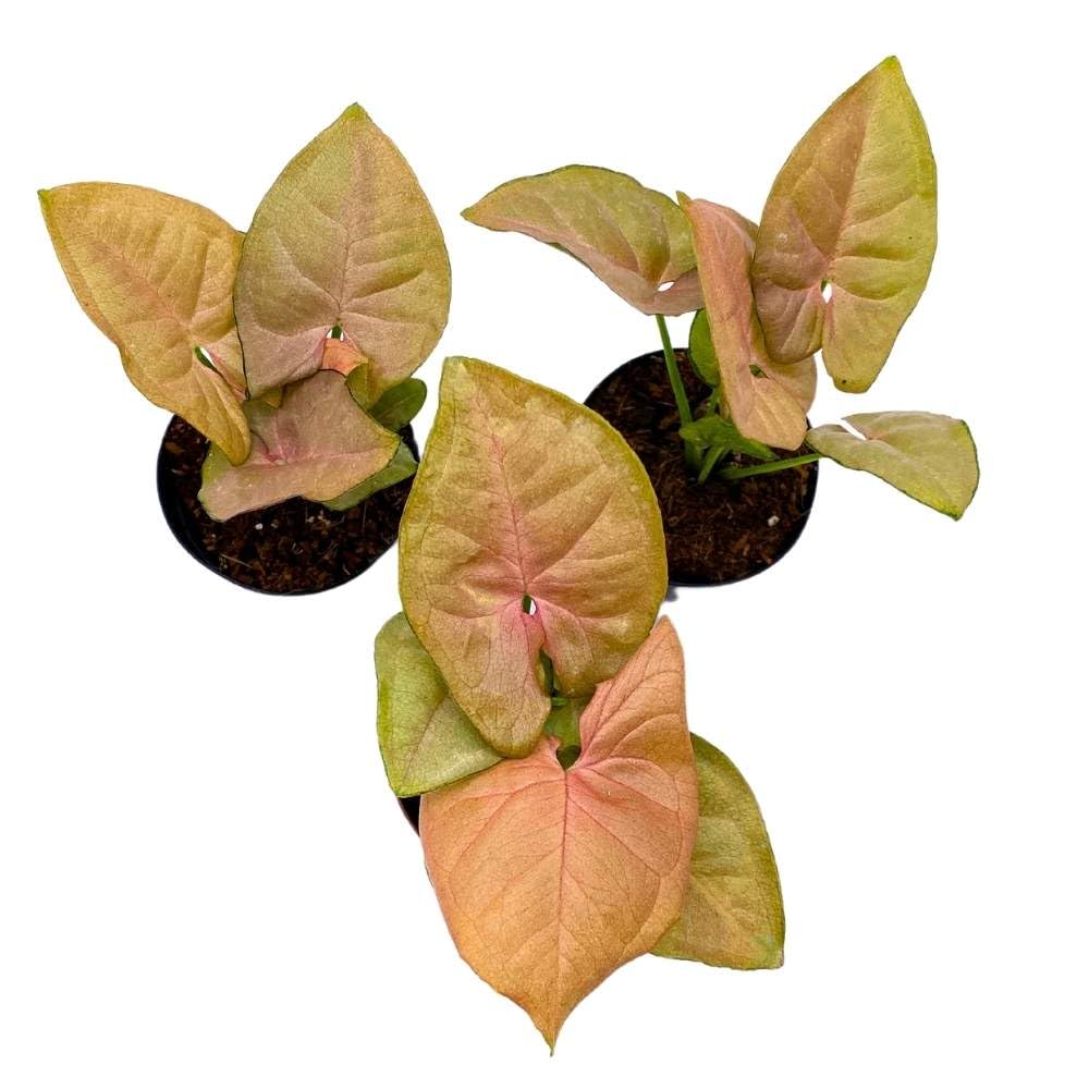 Syngonium Neon Pink, 2 inch Set of 3, Strawberry Princess Arrowhead Vine Tiny Mini Pixie Plants