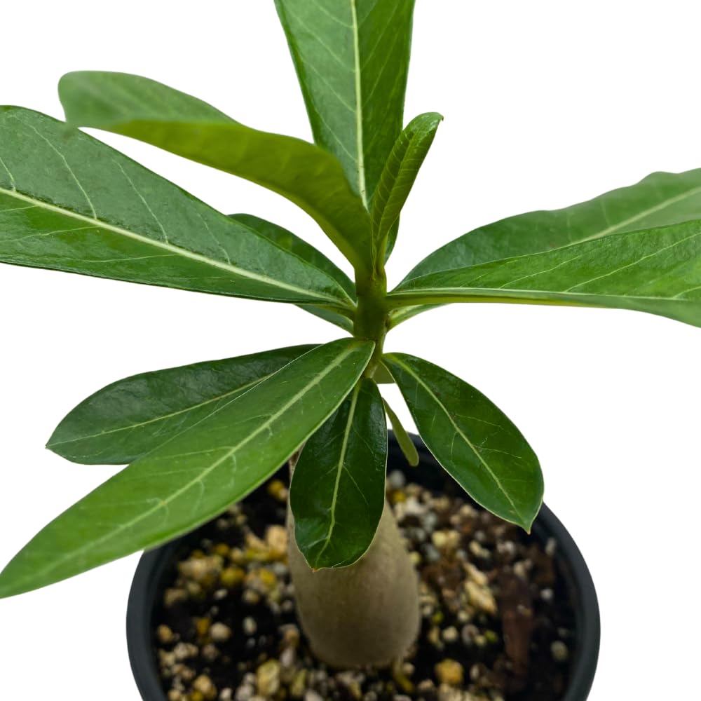 BubbleBlooms Desert Rose You Joao in a 4 inch Pot Extremely Rare Flower
