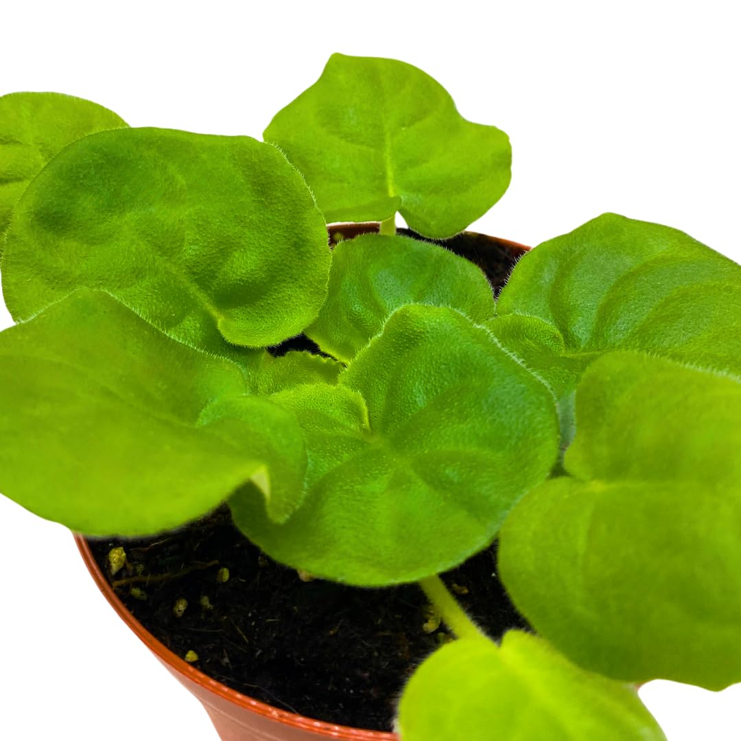 Harmony Foliage African Violet LE Mojito 4 inch White Green Flower