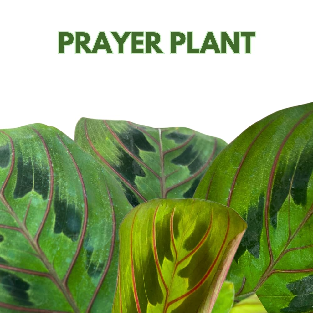 BubbleBlooms Mini Prayer Plant Calathea in 2 inch Pot, Growers Choice