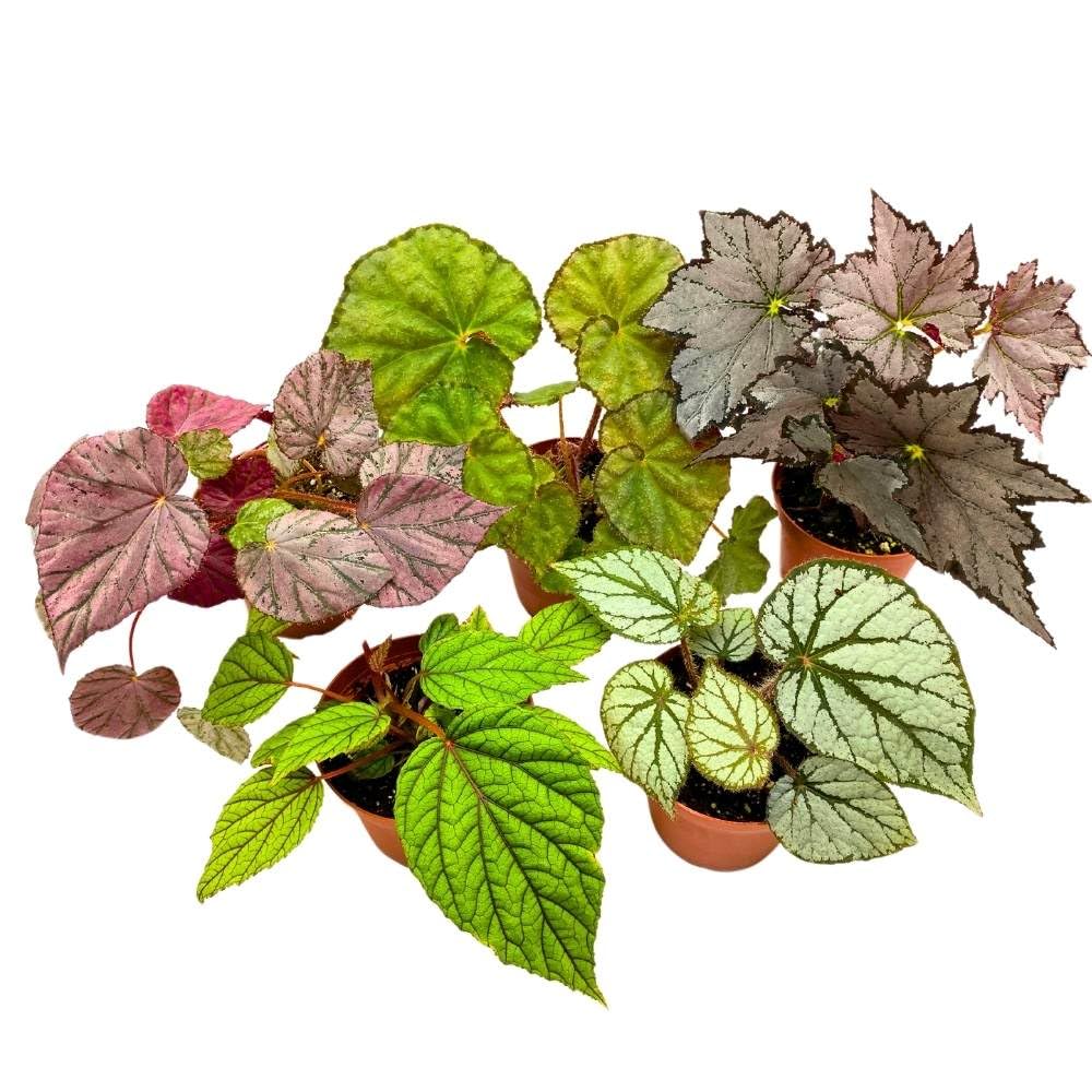 Harmony's Rhizomatous Begonia Assortment, 4 inch 5 Different Rhizo Begonias