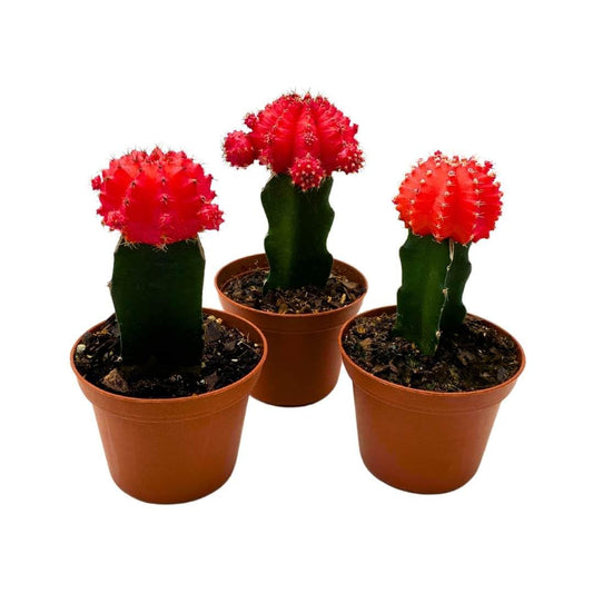 BubbleBlooms Grafted Red Moon Cactus 3 inch Set of 3