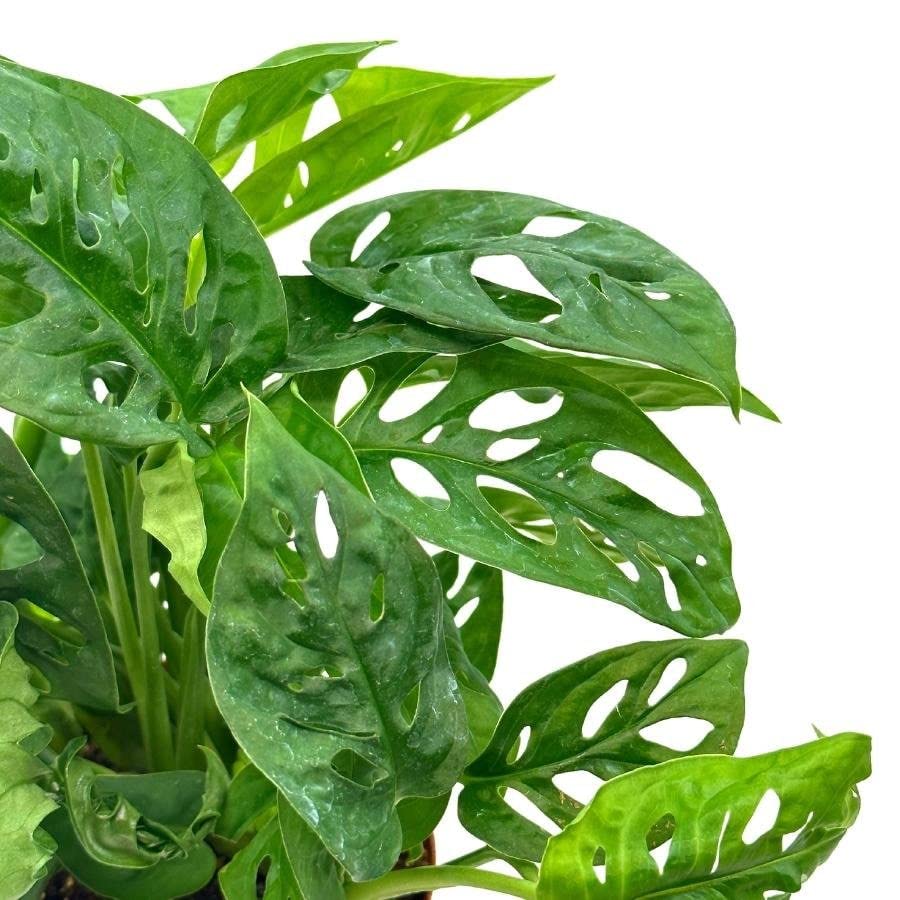 Swiss Cheese Plant, 6 inch Pot, Monstera Adansonii, Five Holes Vine Big Indoor House Plant