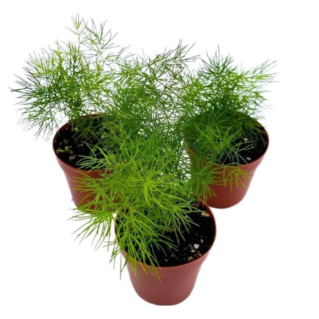 Ming Fern Asparagus retrofractus, 2 inch Set of 3, Tiny Mini Pixie Plant
