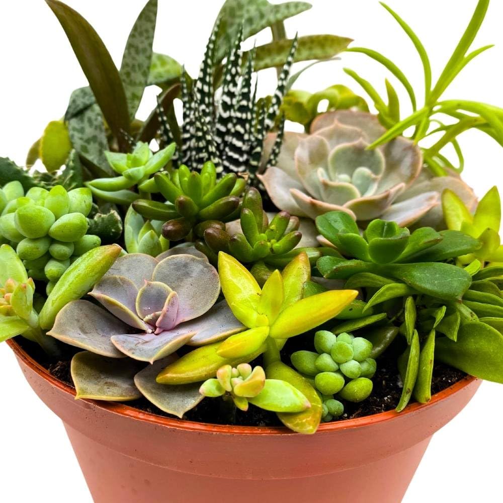 Succulent Arrangement in a 6 inch Pot Unique Hand Crafted Plant Designs