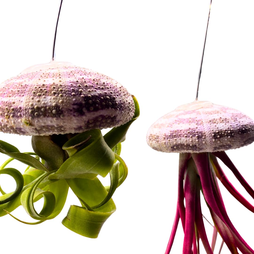 BubbleBlooms Small Tillandsia Jellyfish, Cute Hanging air Plant with Seashell