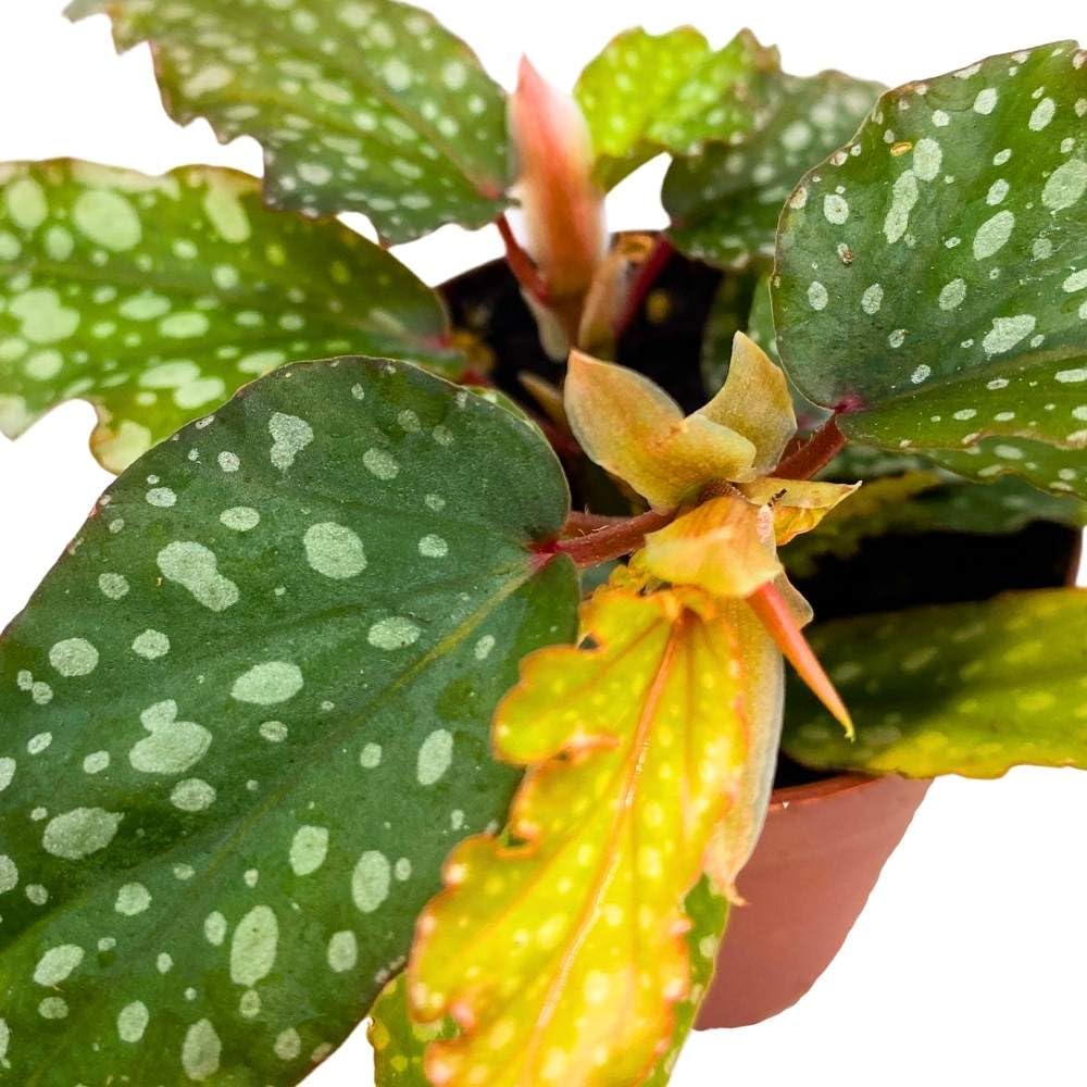 Mini Angel Wing Medora 2 inch Cane Polkadot Begonia Tiny Pixie Plant