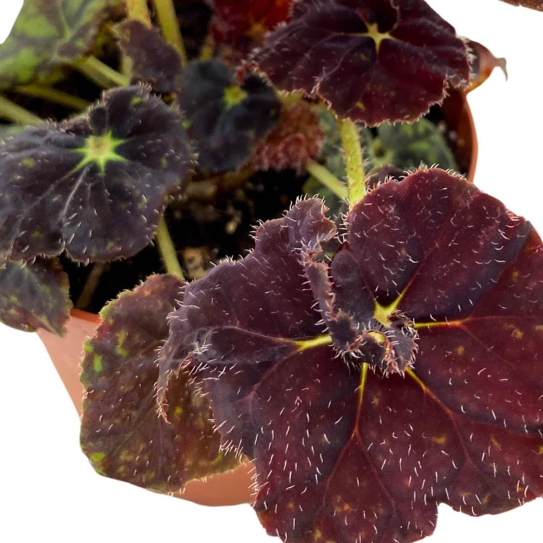 Harmony Foliage Begonia YTO Yellow Therma O'Reilly 4 inch Rhizomatous