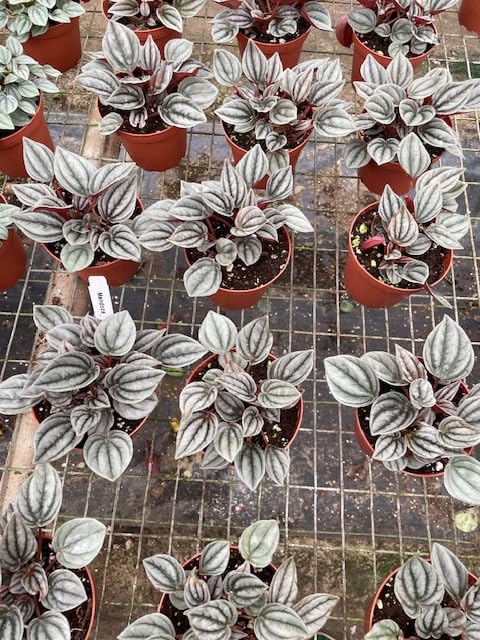 BubbleBlooms Peperomia Mendoza Wholesale Bulk Plants 4 inch 30-Pack