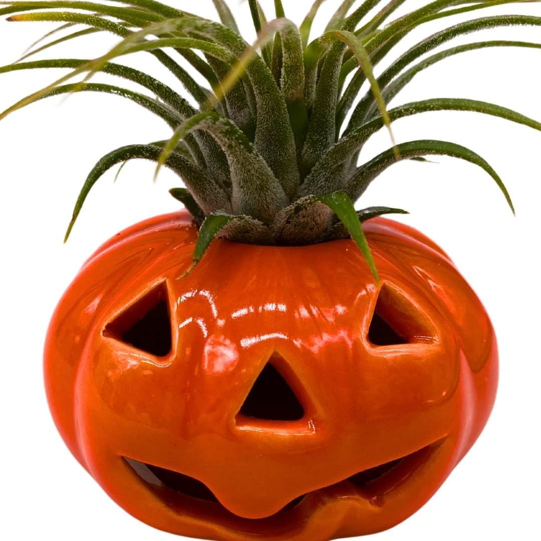 BubbleBlooms Halloween Ceramic Pumpkin Jack-o-Lantern Air Plant Holder Resin Art Sculpture Hand Made