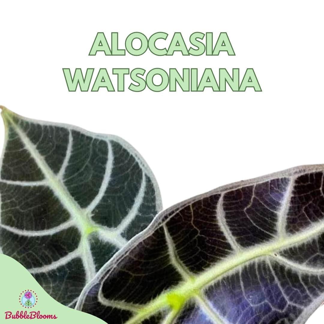 Alocasia watsoniana, 2 inch longiloba Rare Jewel Alocasia Starter Tiny Mini Pixie Plants