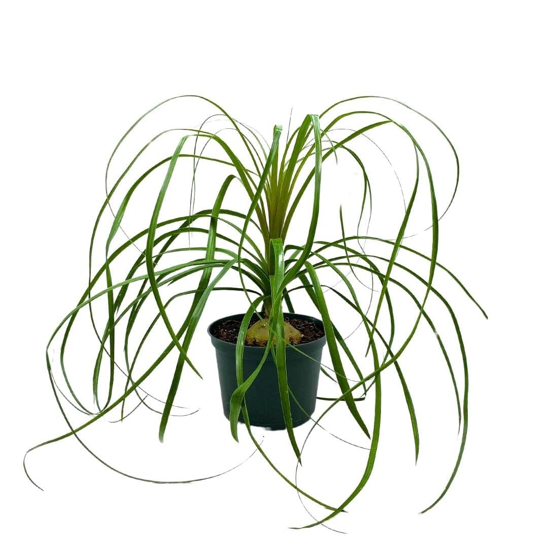 BubbleBlooms Indoor Stumpy Palm in 6 inch Pot