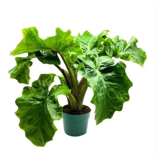 Alocasia Low Rider, 6 inch, Elephant Ear Large Indoor Plant