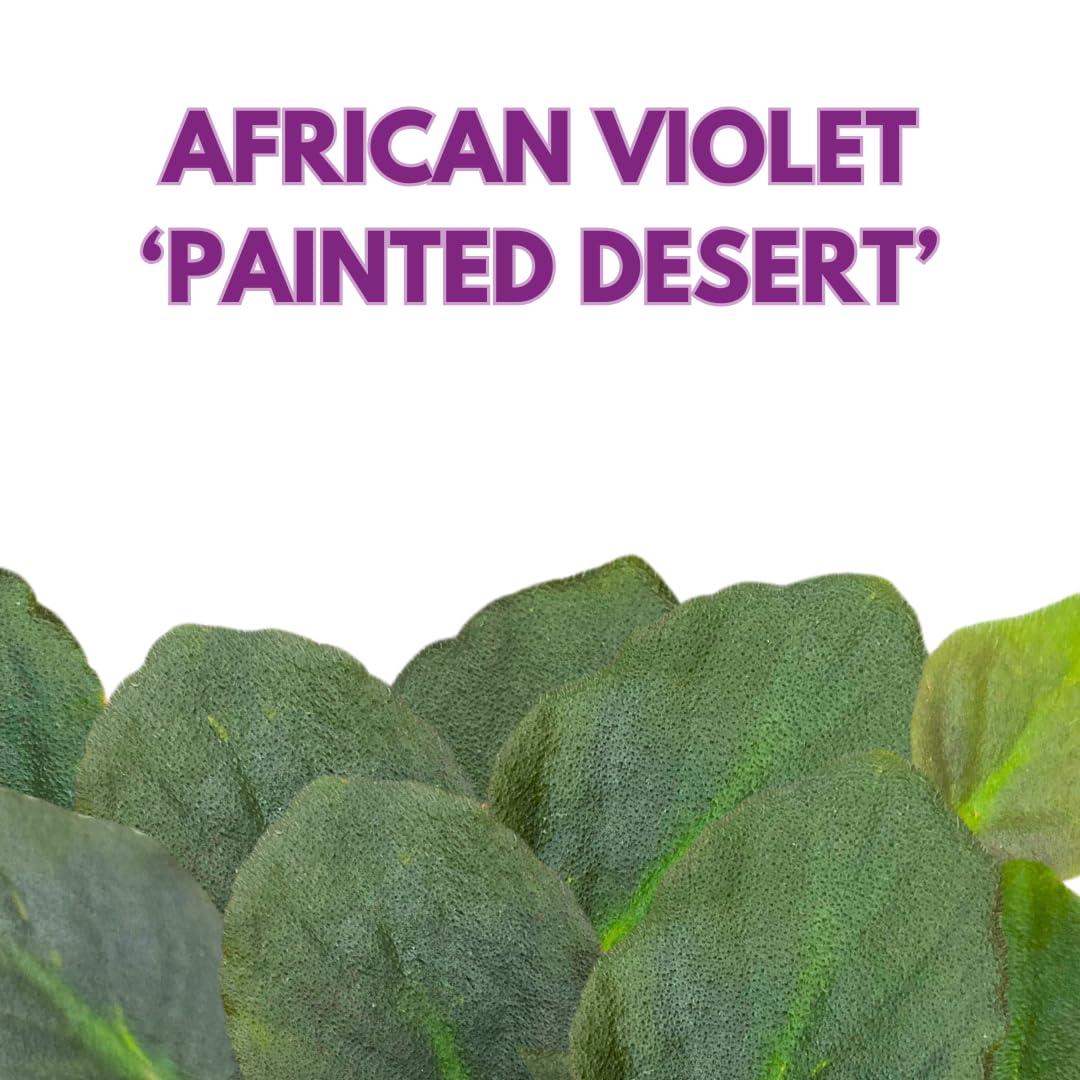 Harmony Foliage African Violet Painted Desert 4 inch Red Pink Flower